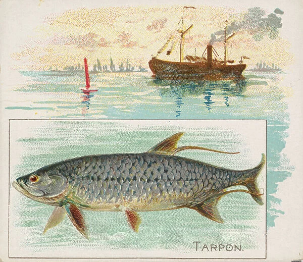 Tarpon, from Fish from American Waters series (N39) for Allen & Ginter Cigarettes