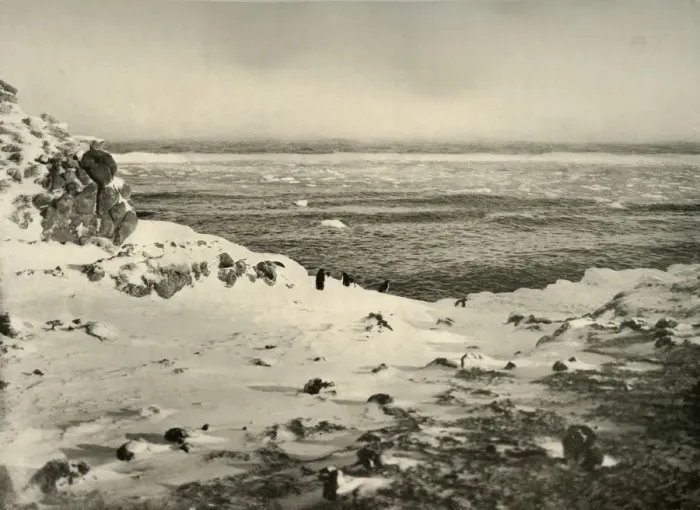 Framed Print : Print of Penguins on Ice Drifting Northwards, c1908