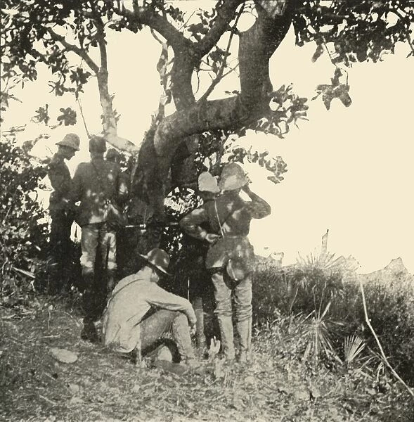 Tree from which Captain Paget... Saw... San Juan Battle, Spanish-American War, June 1898, (1899)