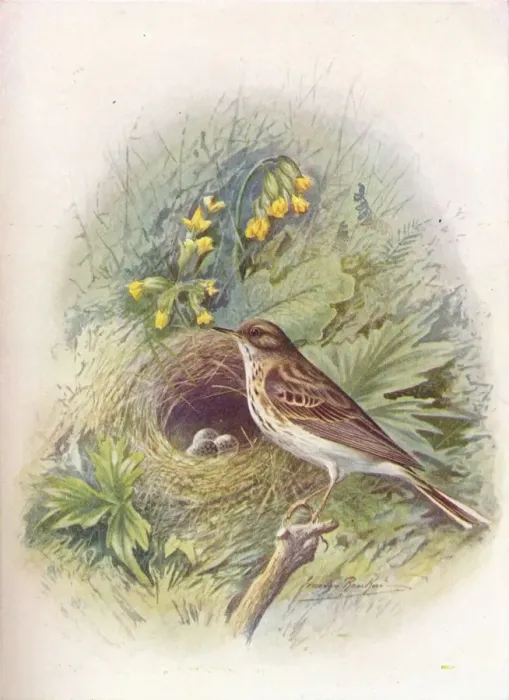 Framed Print : Tree-Pipit Print, c1910 Framed Print : Tree-Pipit Print, c1910