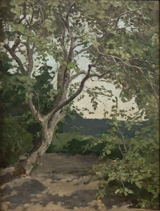 Framed Print : A Tree Study Print, late 19th century Framed Print : A Tree Study Print, late 19th century