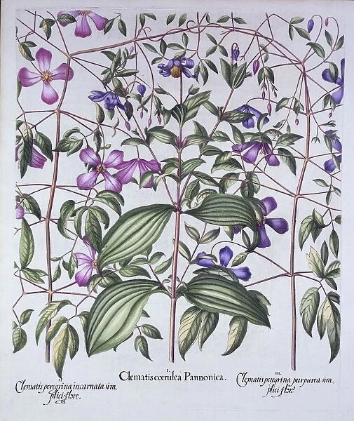 Three Types of Clematis, from Hortus Eystettensis, by Basil Besler (1561-1629), pub