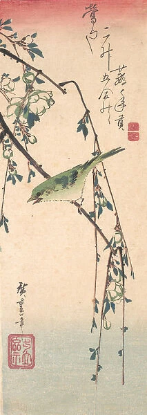 Warbler on a Plum Branch, ca. 1835. ca. 1835. Creator: Ando Hiroshige