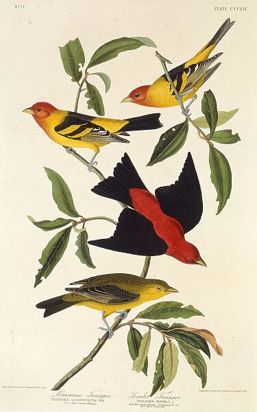 Western tanager. Scarlet tanager. From The Birds of America, 1827-1838