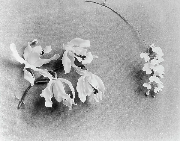 White House orchids, between 1889 and 1906. Creator: Frances Benjamin Johnston