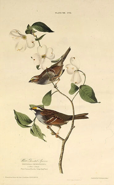 The white-throated sparrow. From The Birds of America, 1827-1838. Creator: Audubon
