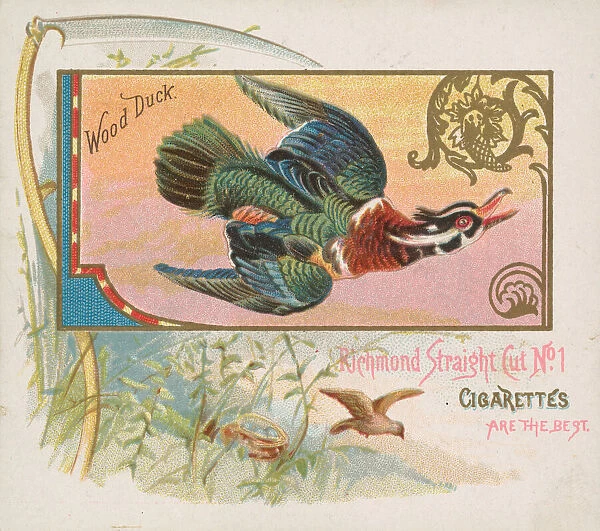 Wood Duck, from the Game Birds series (N40) for Allen & Ginter Cigarettes, 1888-90
