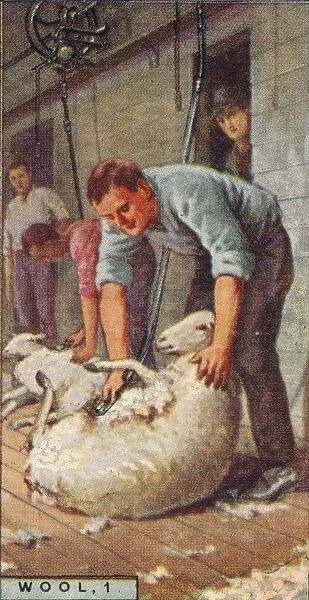 Wool, 1. - Shearing Sheep by Machinery, Australia, 1928