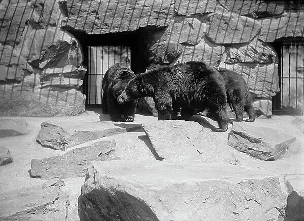 Zoo, Washington, D.C.: Black Bear, 1916. Creator: Harris & Ewing. Zoo, Washington, D.C.: Black Bear, 1916. Creator: Harris & Ewing