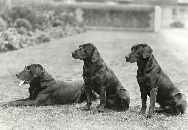 Black Labradors of George V - Wolferton Simon, Scrub & Bob