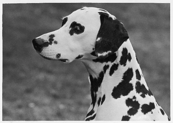 Dalmatian  /  Josephine  /  1952