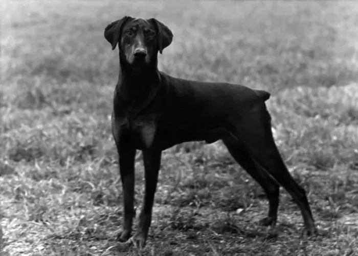 Framed Print : 1952 Print of a Dobermann by Thomas Fall Framed Print : 1952 Print of a Dobermann by Thomas Fall