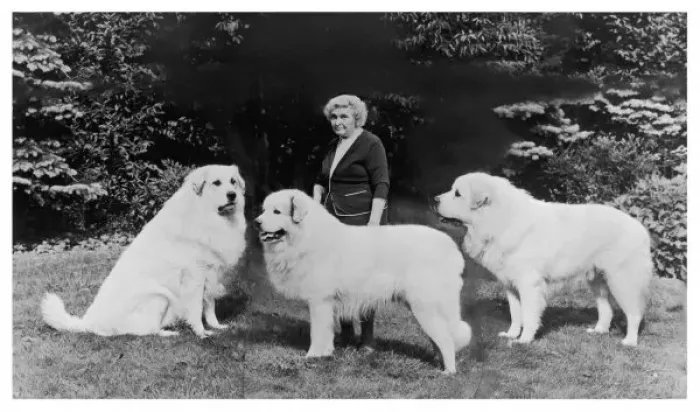 Framed Print : Fall Pyrenean Mountain Madame J. Harper Trois Fontaine Print with Dogs Framed Print : Fall Pyrenean Mountain Madame J. Harper Trois Fontaine Print with Dogs