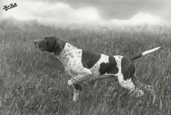 Framed Print : Print of a Pointer Dog in a Grouse Field Framed Print : Print of a Pointer Dog in a Grouse Field