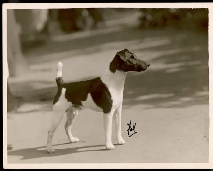 Framed Print : Print of Fall Fox Terrier Taffy, a Champion Framed Print : Print of Fall Fox Terrier Taffy, a Champion