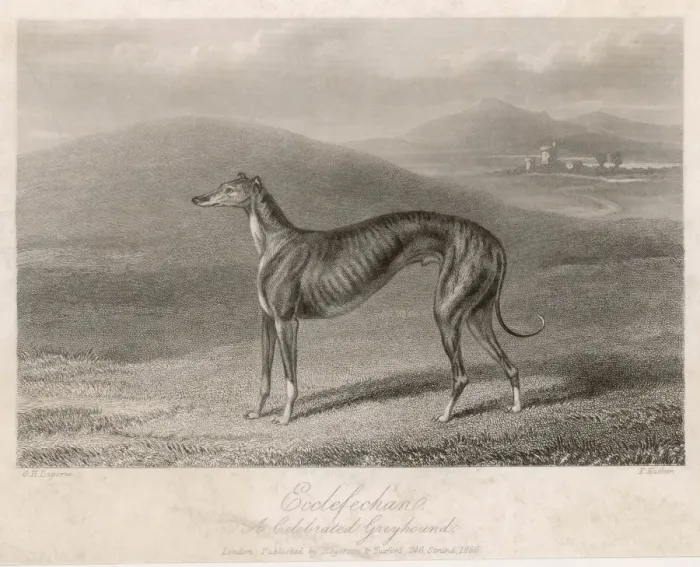 Framed Print : Greyhound Ecclefechan Print Framed Print : Greyhound Ecclefechan Print
