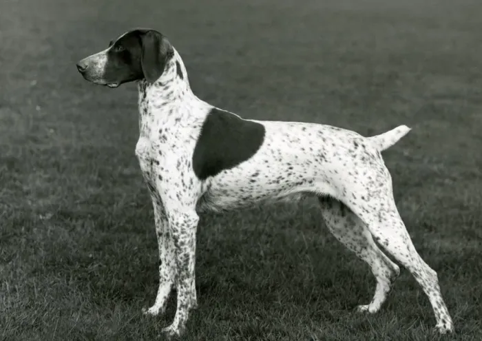 Framed Print : Fall German Pointer Print 1963 Framed Print : Fall German Pointer Print 1963