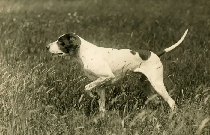 Framed Print : 1936 Print of a Pointer in the Field