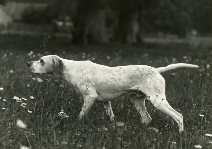 Framed Print : 1938 Print of Ginger the Pointer in a Meadow Framed Print : 1938 Print of Ginger the Pointer in a Meadow