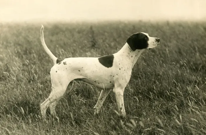Framed Print : Banchory Crag Print, a 1936 photograph of a Pointer in the classic pose Framed Print : Banchory Crag Print, a 1936 photograph of a Pointer in the classic pose