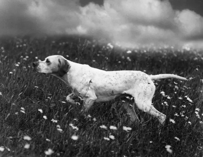 Framed Print : 1938 Print of Ginger the Pointer Framed Print : 1938 Print of Ginger the Pointer