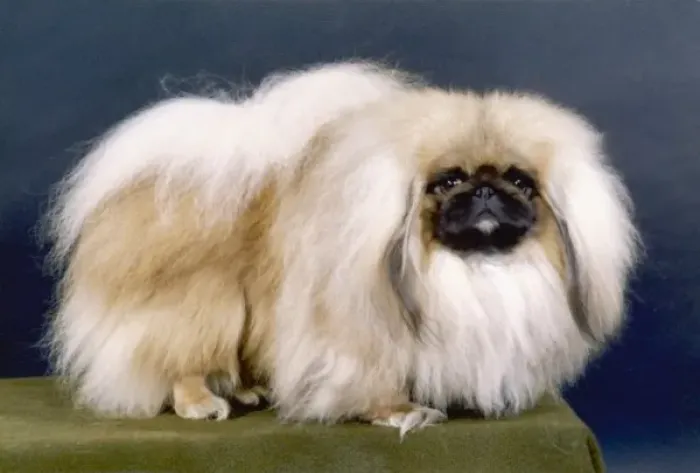 Framed Print : Pekingese Print, Fall 1981