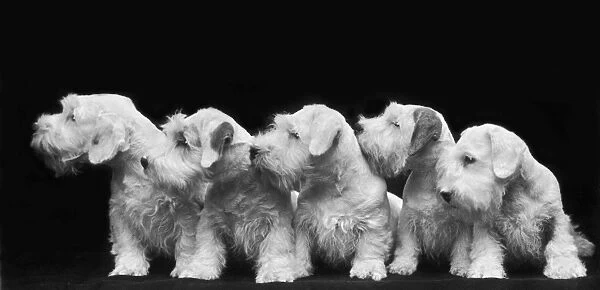 Sealyham Puppies  /  1936