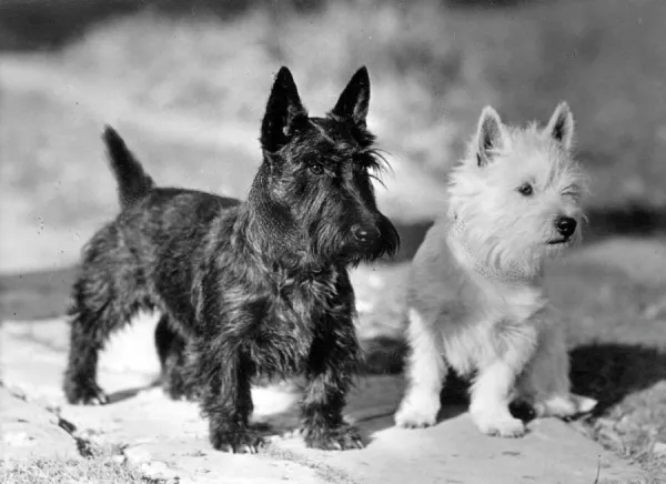 Westie and Scotties Dogs