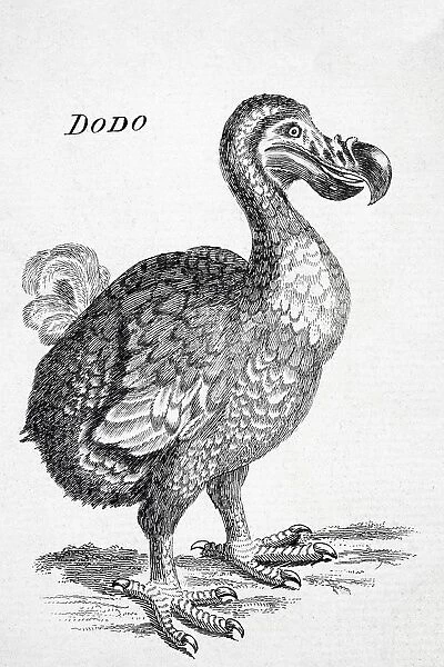 18Th Century Drawing Of The Now Extinct Dodo Bird Of Mauritius Raphus Cucullatus