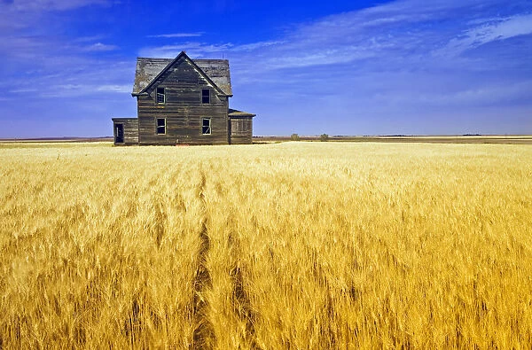 Abandoned Farmhouse In Wind-Blown Durum Wheat Field, Near Assiniboia, Saskatchewan, Canada