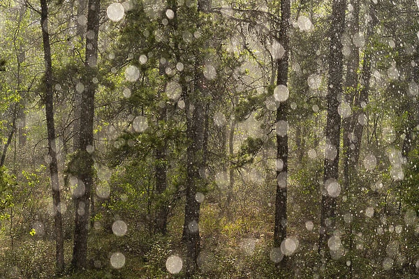 Abstract art of pouring rain in a Yukon forest, creating a fairy tale setting; Whitehorse, Yukon, Canada