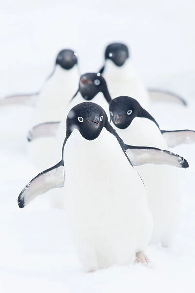 Adelie penguins walking in a row, Antarctic Sound, Antarctica