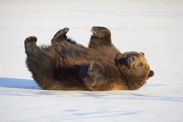 Adult Brown Bear Rolling On Its Back In The Snow At Alaska Wildlife Conservation Center, Portage, Southcentral Alaska, Winter, Captive
