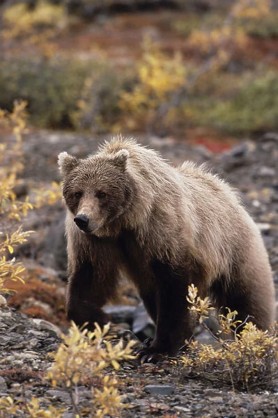 Adult Grizzly Walking On Fall Tundra Denali Np Alaska
