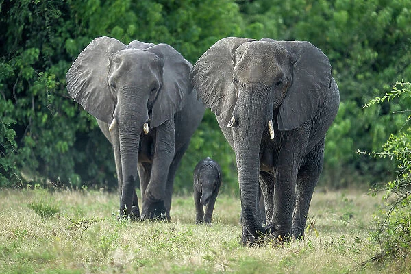 Two African bush elephants walk with baby