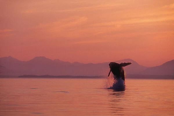 Alaska, Panhandle, Inside Passage, Humpback Whale Breaching At Sunset