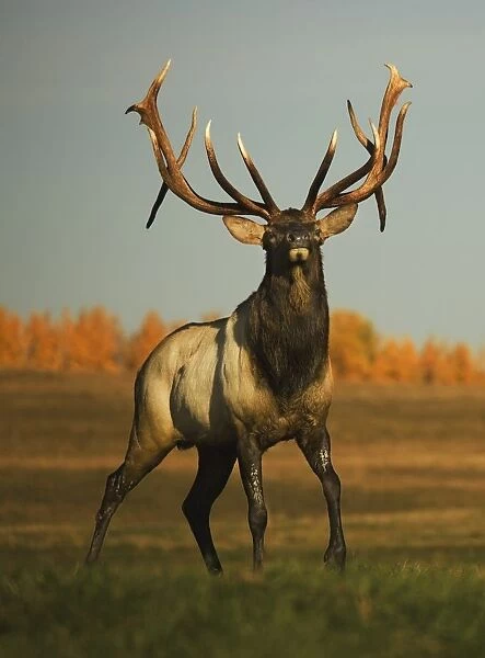 Alberta, Canada; Elk (Cervus Canadensis)