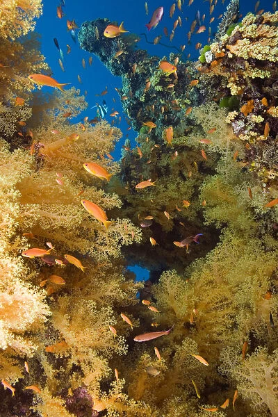 Alconarian Coral and school of Anthias; Fiji
