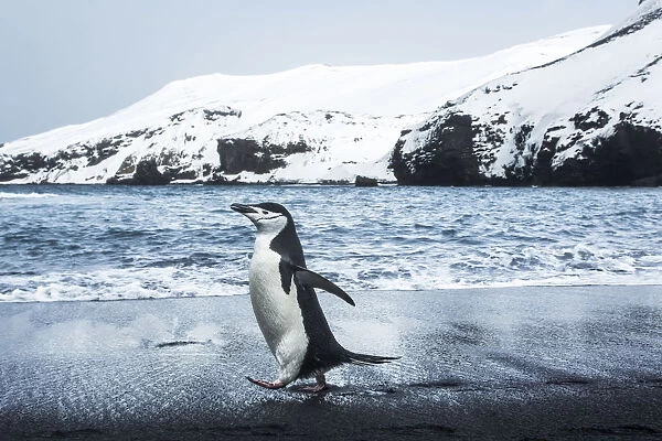 Antarctica, South Shetland Islands, Chinstrap Penguin (Pygoscelis Antarcticus) Walking On Black Volcanic Beach On Deception Island