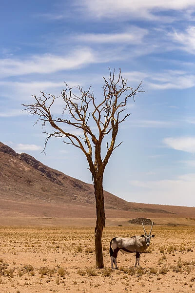 An antelope stands under a tree in the desert, Namibia