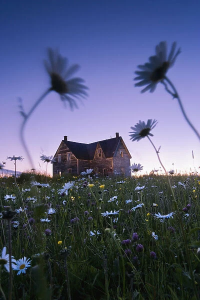 Artists Choice: Oxeye Daisies And Abandoned House At Dusk, Perce, Gaspesie, Quebec