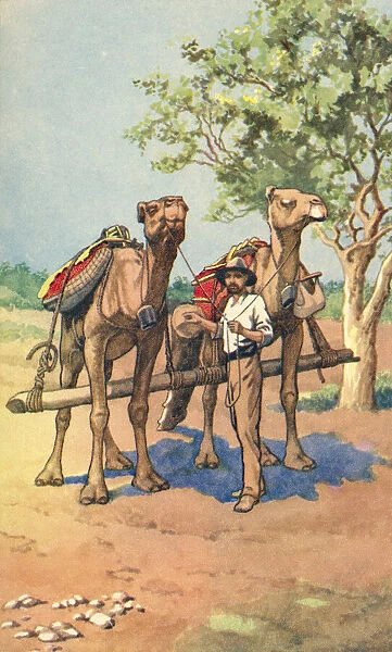 An Australian gold prospector with camels. The use of camels was typical of the men that travelled across vast areas in Australia in search of quartz outcrops, spotting the most prominent outcrops standing out in the landscape from the height of their mounts on the camels, an outcrop would be broken open with a pick to find traces of gold. From a contemporary print, c. 1935; Artwork