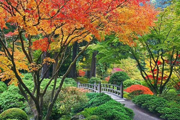 Autumn coloured foliage in Portland Japanese Garden, Portland, Oregon, USA