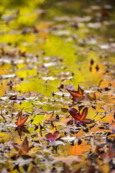 Autumn Coloured Foliage Reflecting In Leaf-Covered Lake, Twin Lakes Area, New York Botanical Garden; Bronx, New York, United States Of America