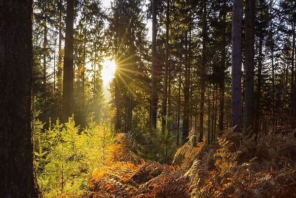 Autumn forest with morning sun shining through the trees in the Odenwald hills in Bavaria, Germany