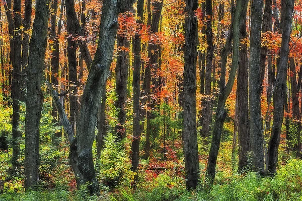 Autumn Sugar Maple, Yellow Birch And Balsam Firtrees. Algonquin Provincial Park, Ontario. Canada