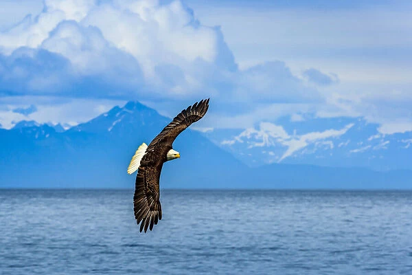 Bald Eagle, Haliaeetus leucocephalus, in flight along the shoreline in Cook Inlet, Alaska