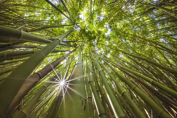 Bamboo tree forest, Maui, Hawaii, USA