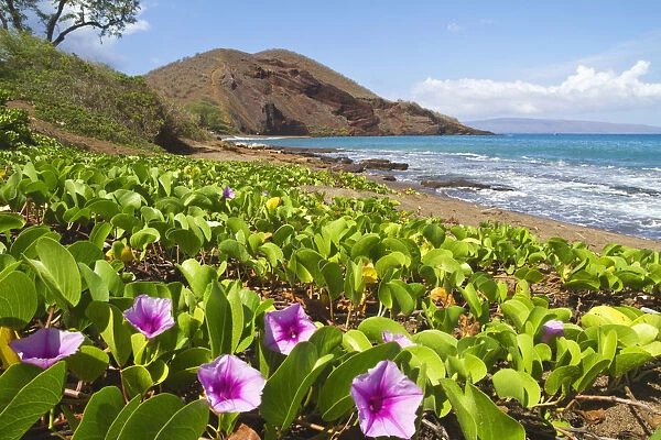Beach Morning Glory With Pu u O lai In Background; Makena, Maui, Hawaii, United States Of America