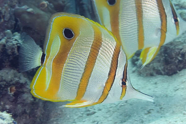 Beaked Butterflyfish (Chelmon Rostratus) also known as Copper-Banded Butterflyfish; Malaysia